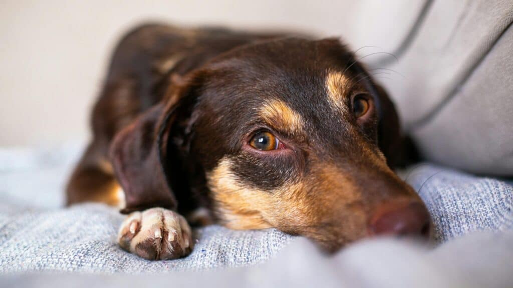 Pet Stains and odor removal in Utah