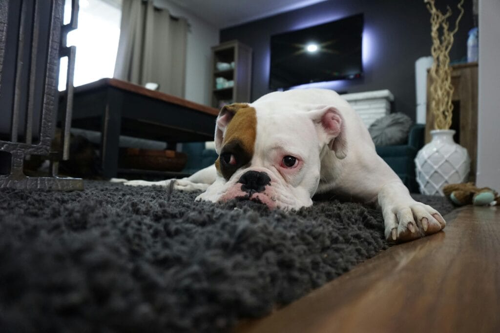 Say goodbye to pet stains and odors with professional removal services from MVP Carpet Cleaning in Utah. Safe for pets and tough on smells.